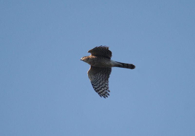 04 20 01 05 wakodahatchee 01