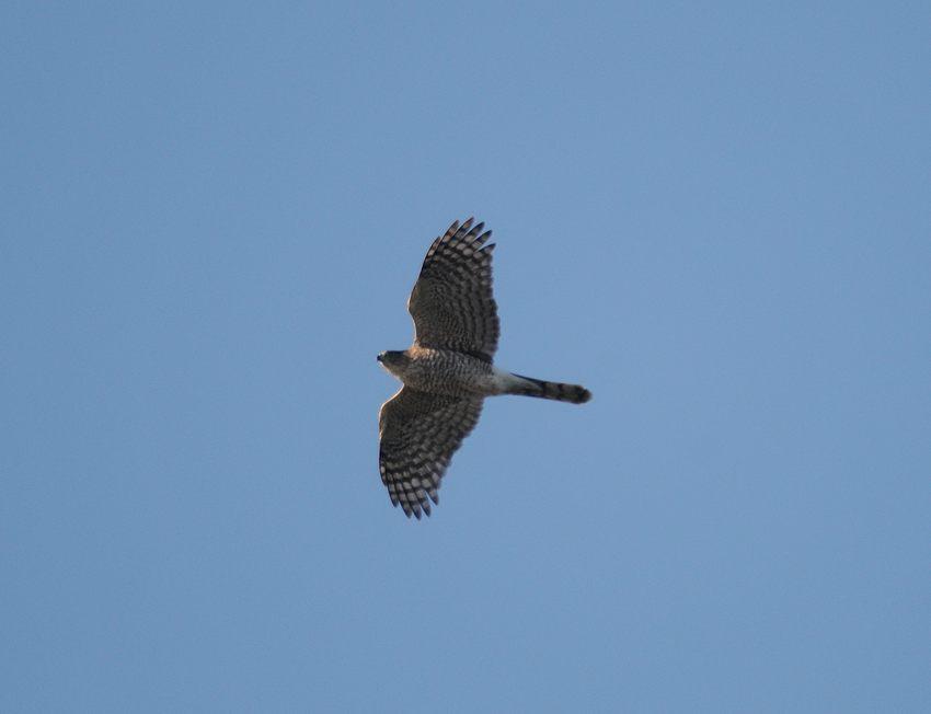 04 20 01 05 wakodahatchee 02