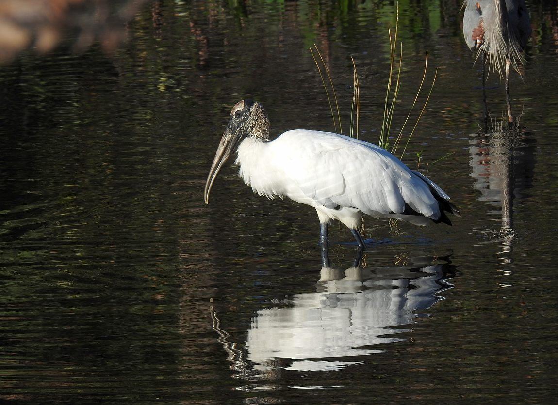 06 05 wakodahatchee 03