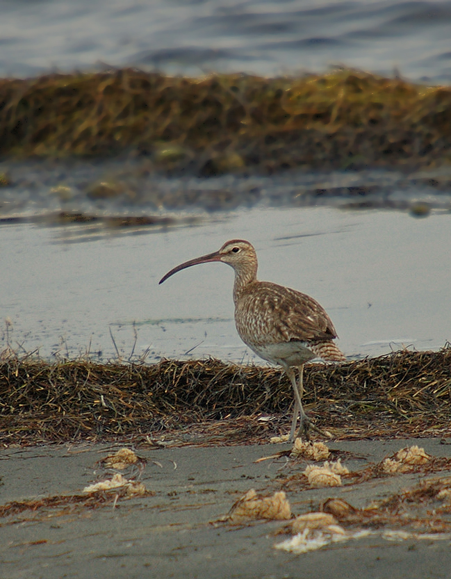 06-07-14---Leucate-2.jpg