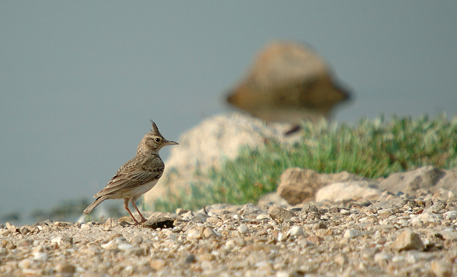 07-05-26---Pointe-de-Berre-letang2.jpg