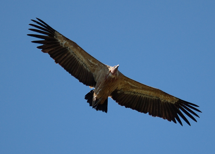 09 05 05 la bourgarie 1