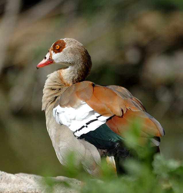 09-07-16---Sigean.jpg