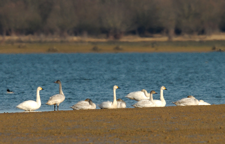 10-01-14---Lac-du-Der-11.jpg
