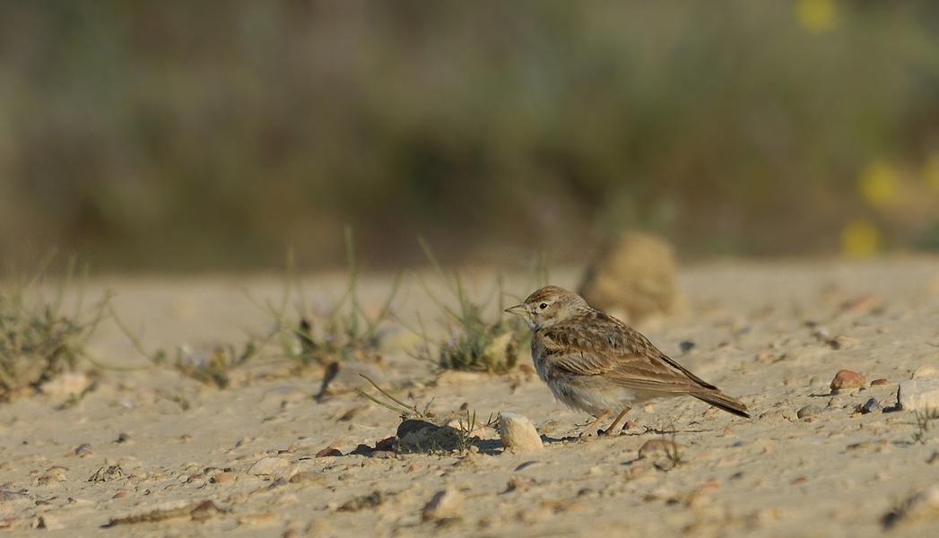 10 05 17 bardenas 4