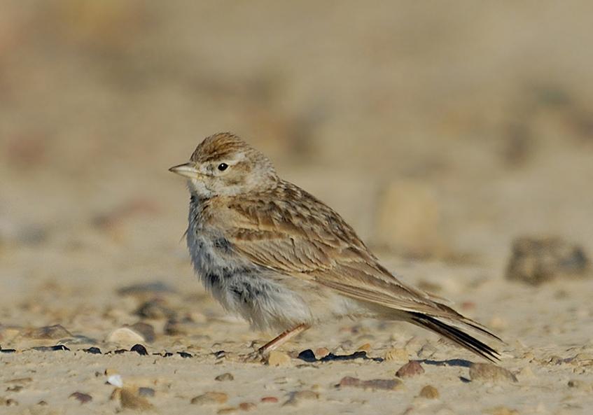 10 05 17 bardenas 6