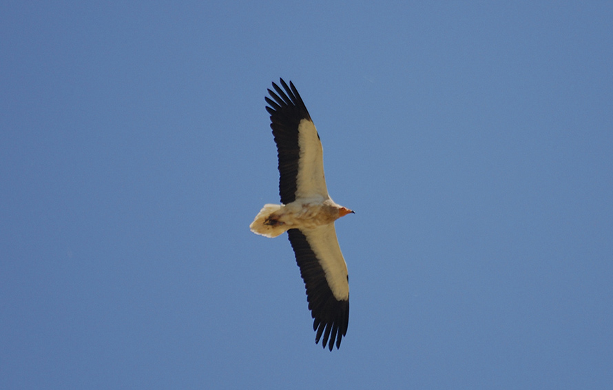 10-05-20---Bardenas.jpg