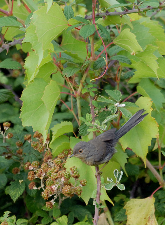 10-07-21---Juvenile---Opoul-3.jpg