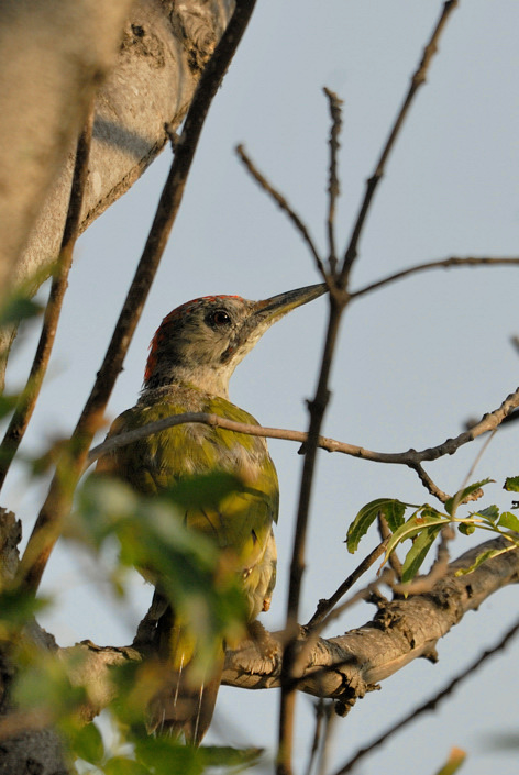 11-08-26---Pic-de-Sharpe-juvenile---St-Nazair.jpg
