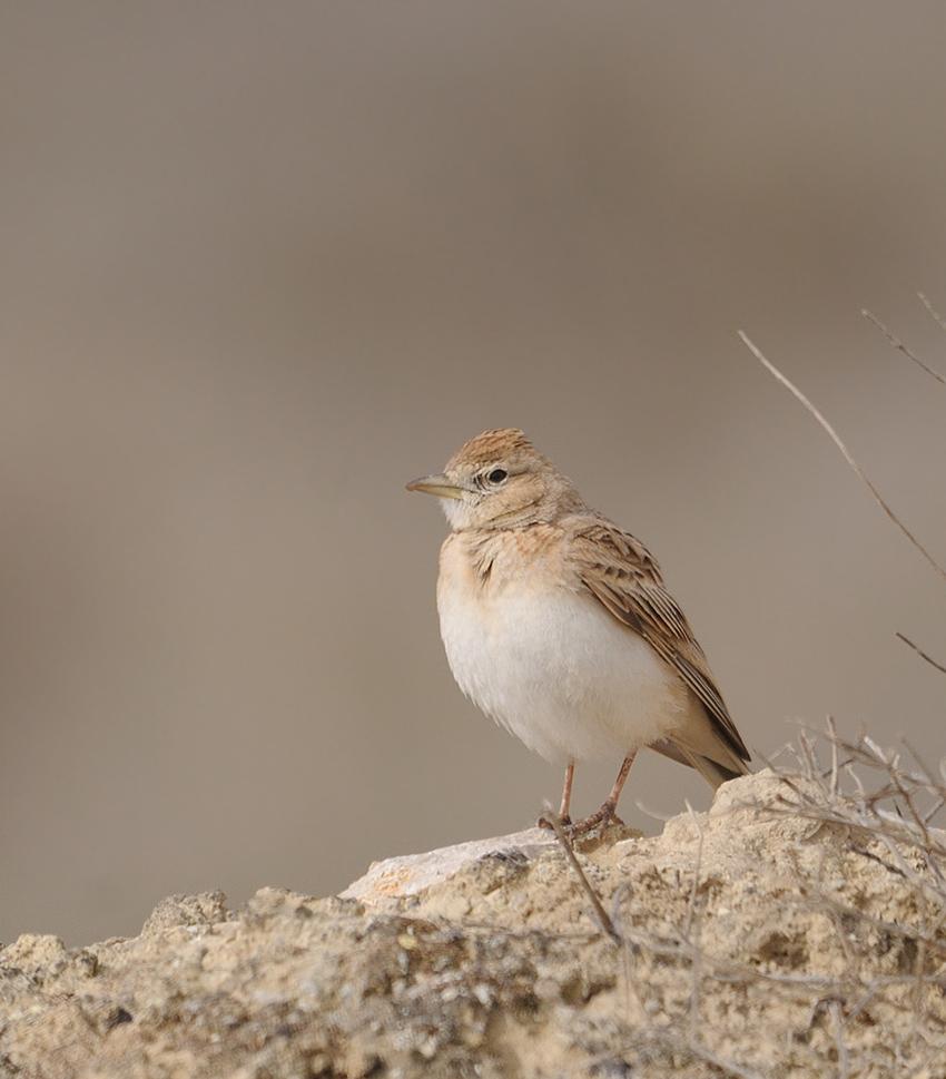 12 04 20 bardenas 4
