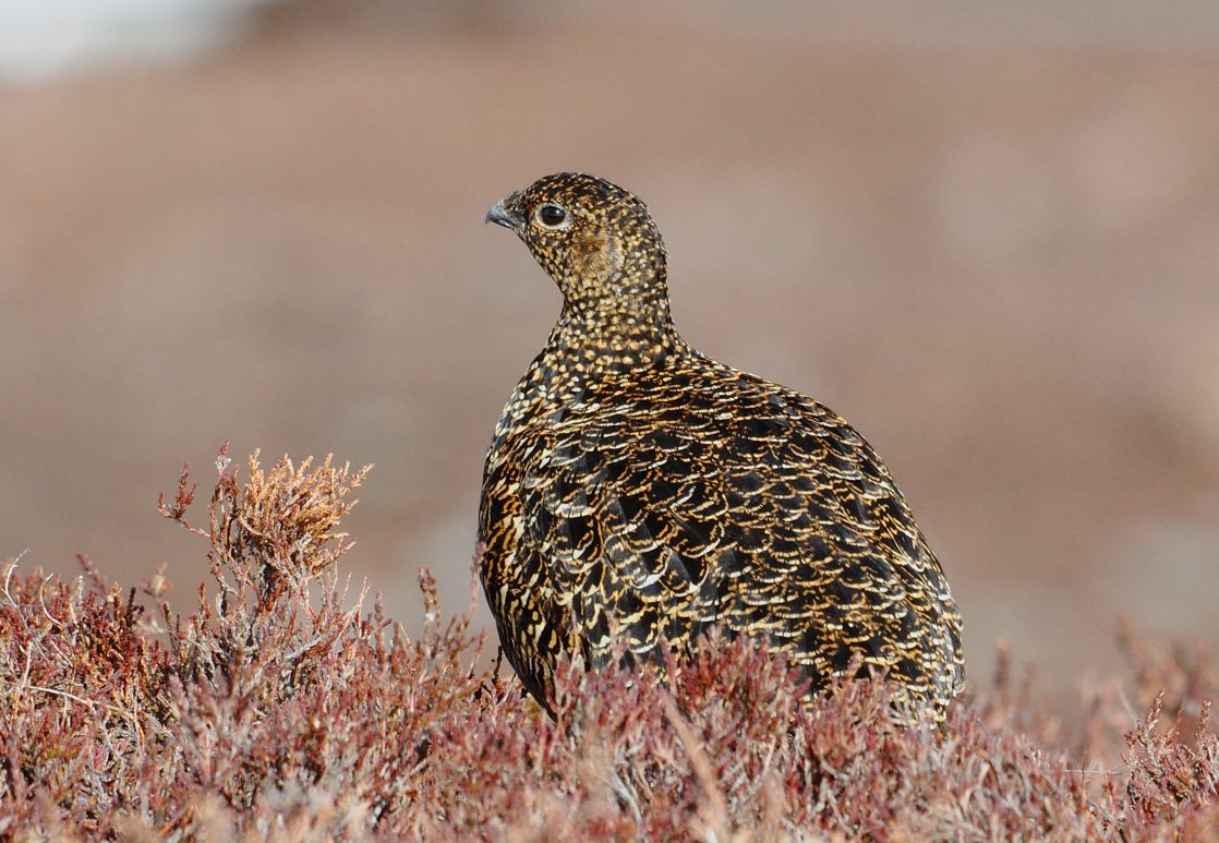 16 05 02 cairn gorm mountain femelle 2