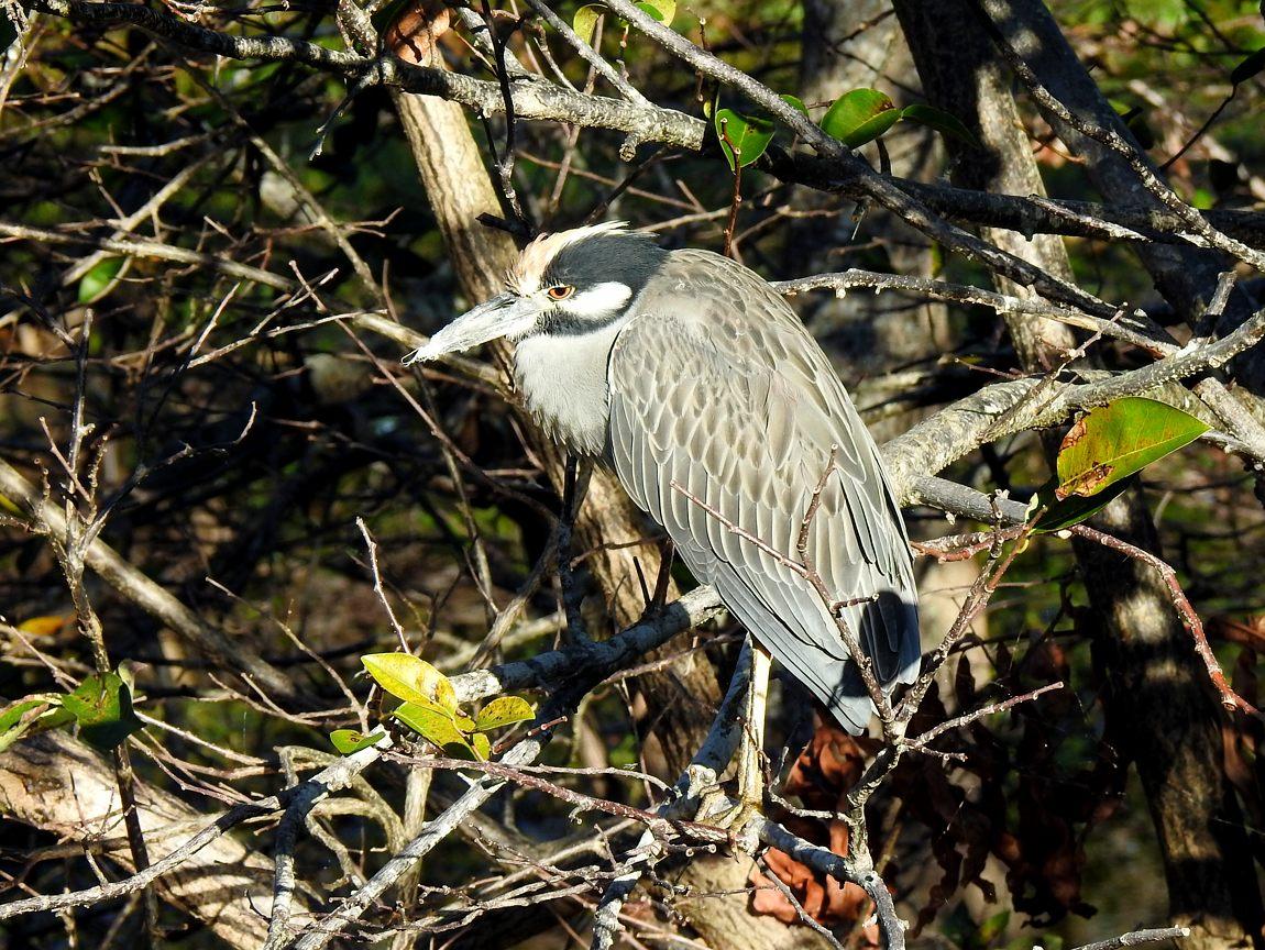 20 01 06 wakodahatchee 1