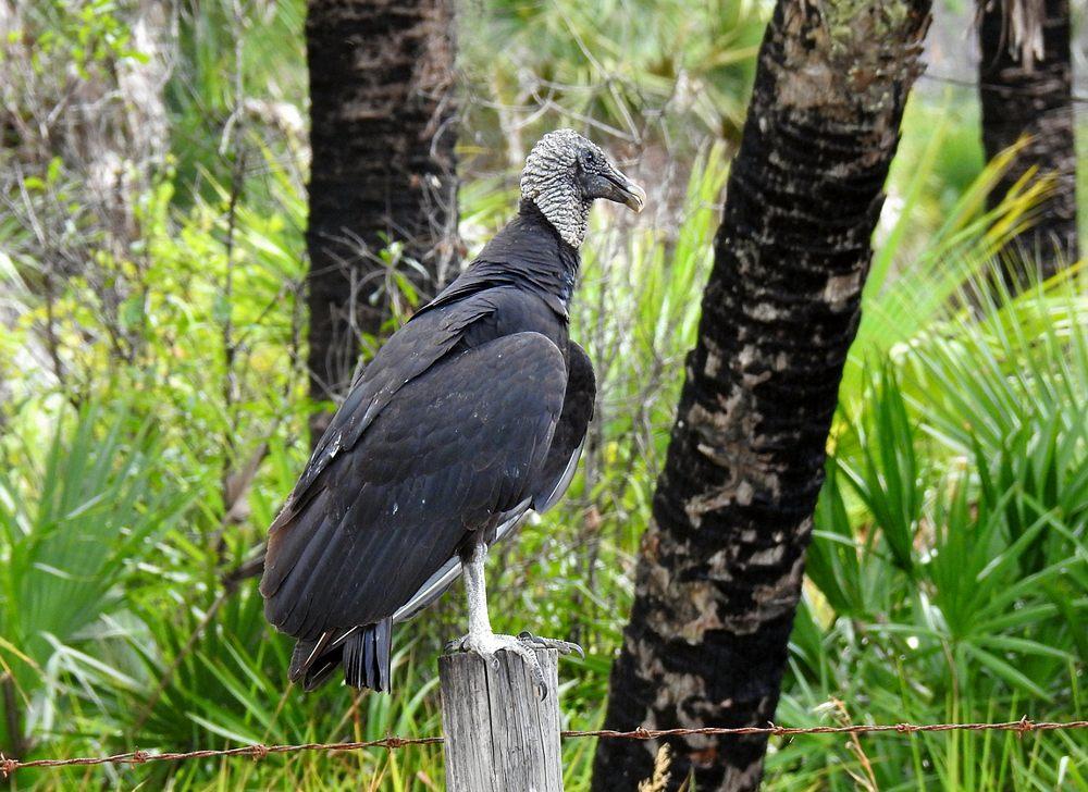 20 01 09 loxahatchee nef