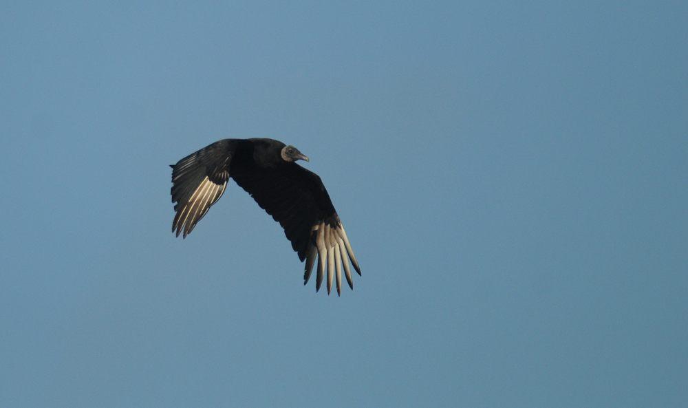 20 01 12 big cypress bend