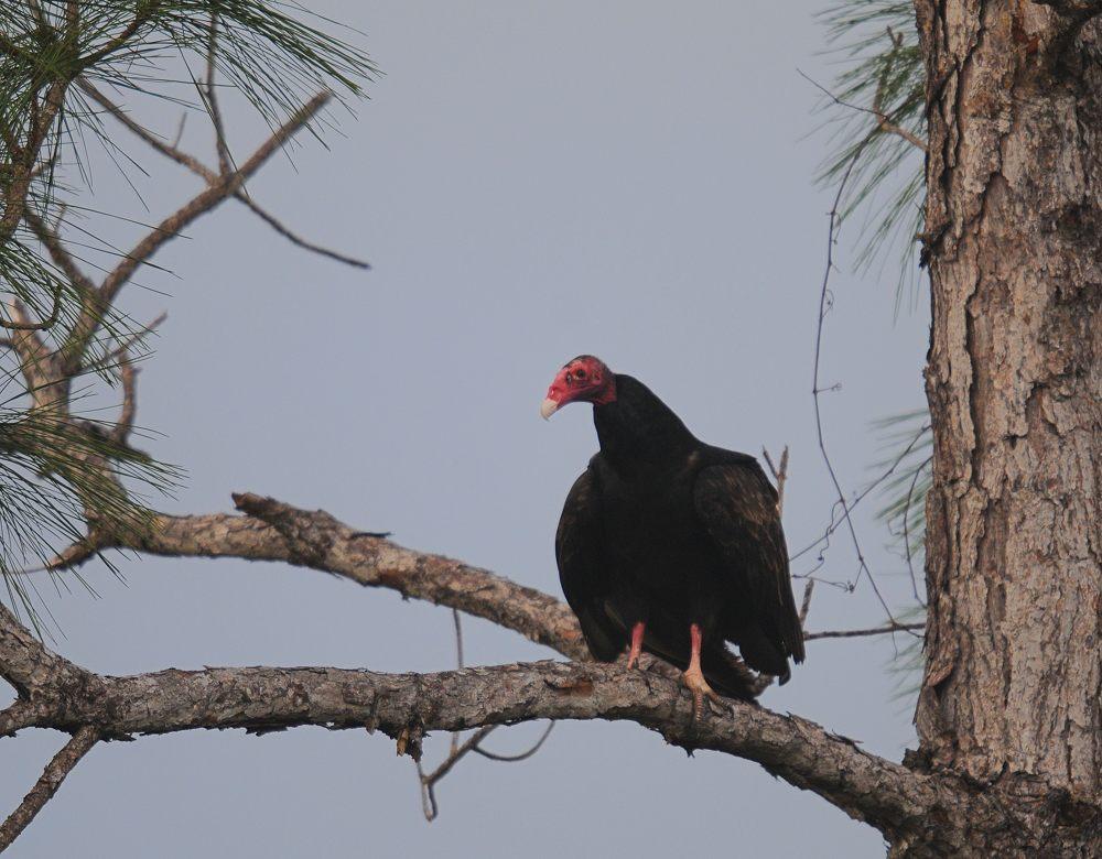 20 01 13 anhinga trail 1