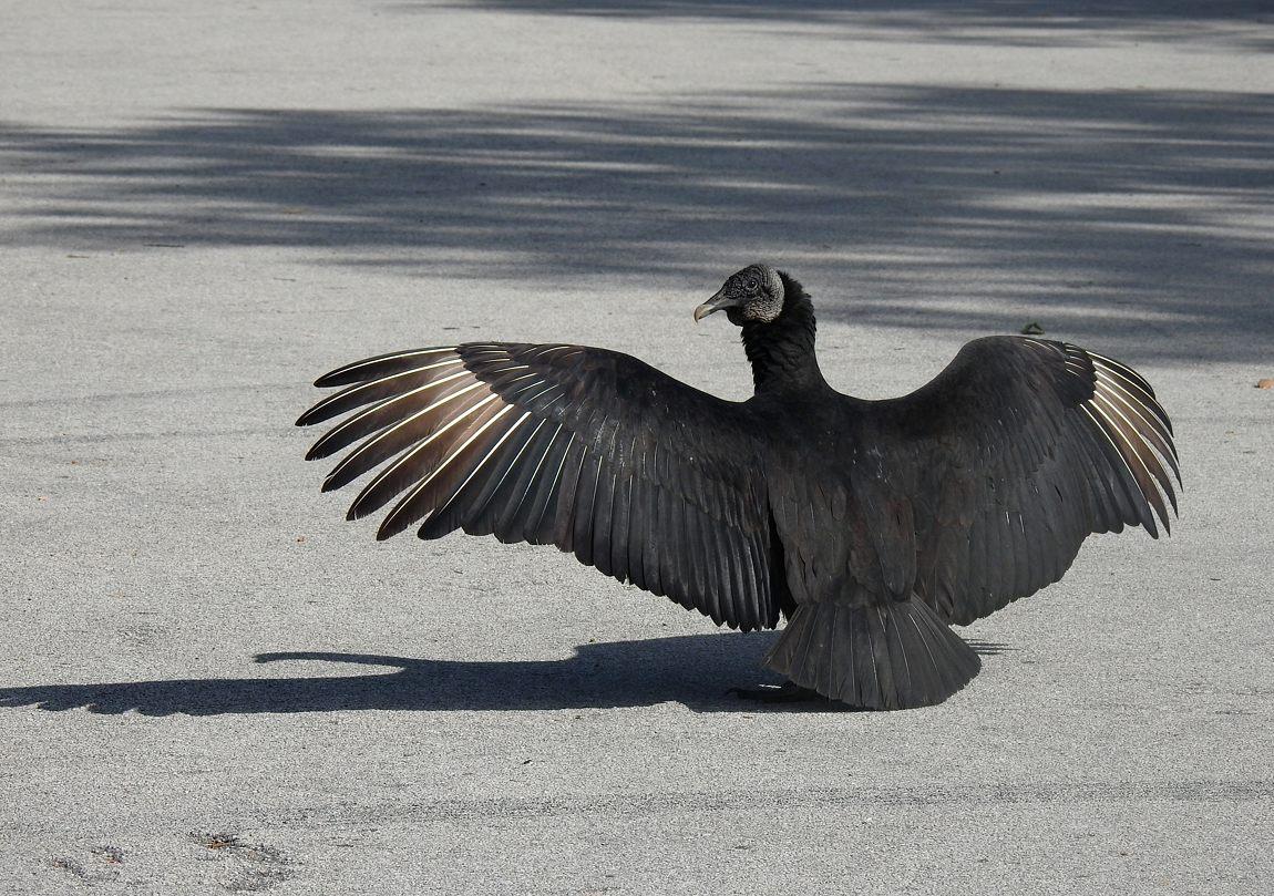 20 01 13 anhinga trail 2