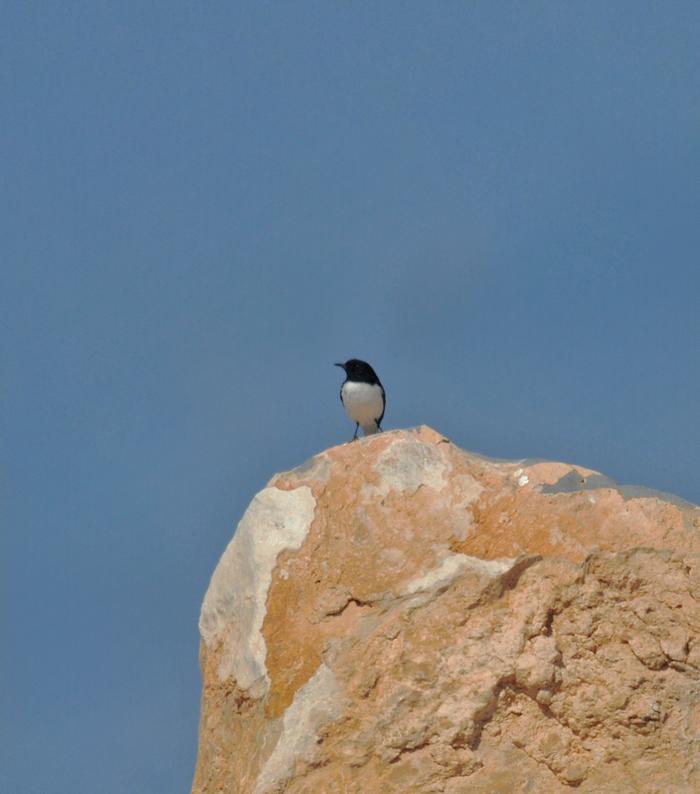 25 01 18 djebel akhdar 03