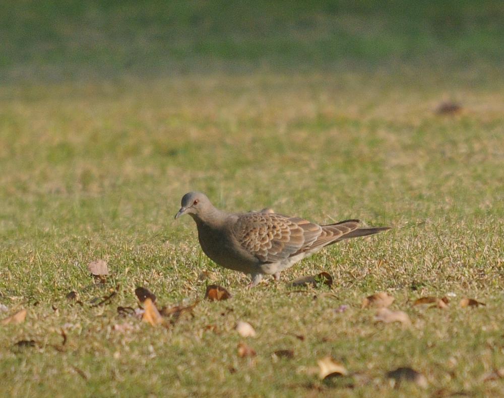 25 01 19 qurum park 01