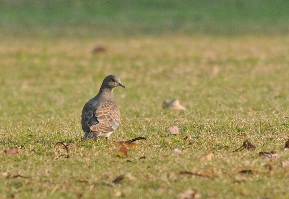 25 01 19 qurum park 03