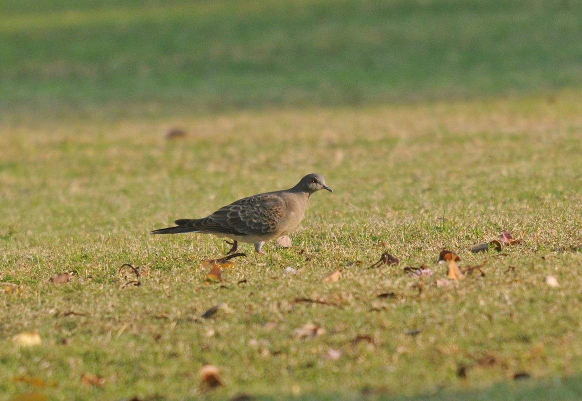 25 01 19 qurum park 04