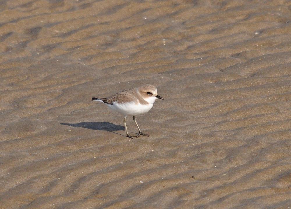 25 01 20 qurum beach 04