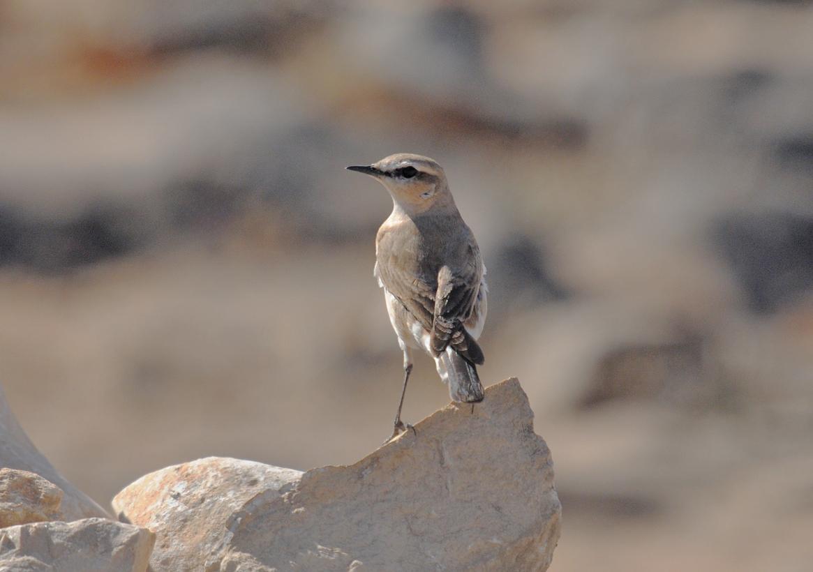25 01 26 djebel smahan 02