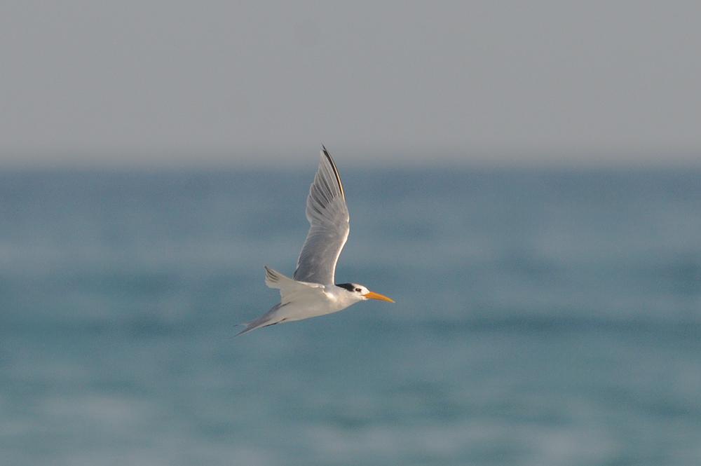 25 01 28 al mughsail 02