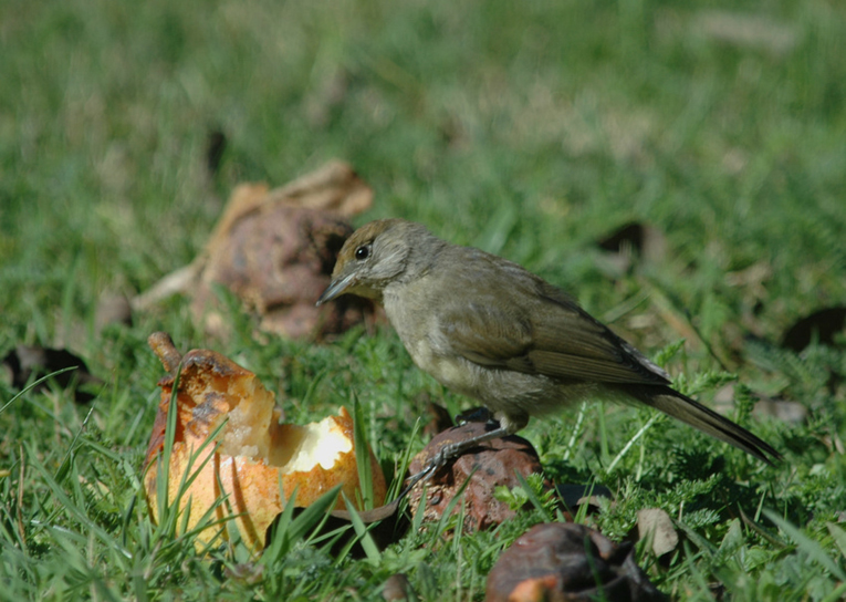 Femelle---05-09-17---malagnac.jpg