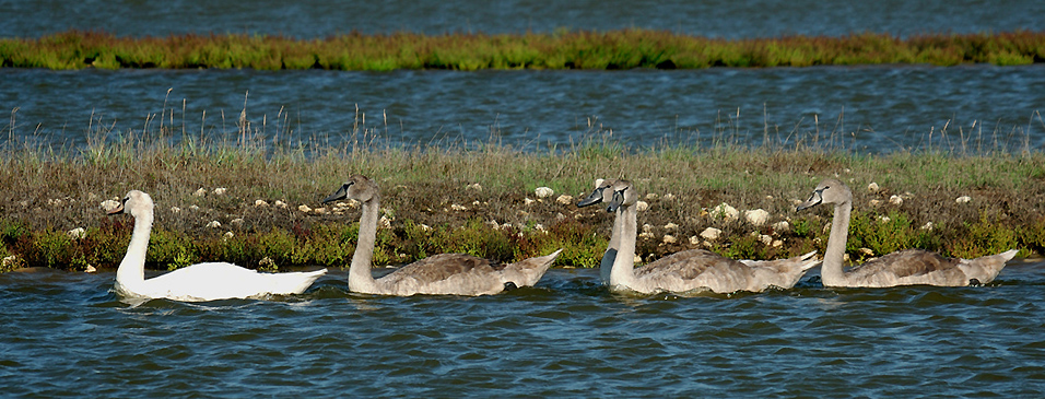 Groupe-familial---06-09-20---Brouage.jpg