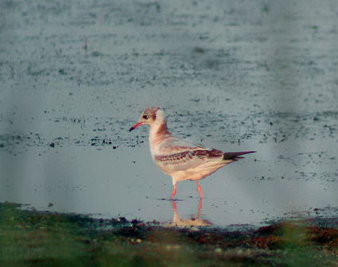Juvenile---02-08-22---Canet.jpg