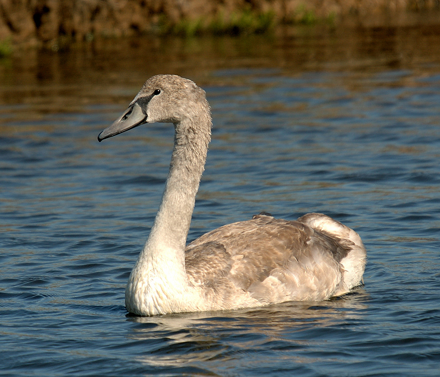 Juvenile---06-09-20---Brouage.jpg