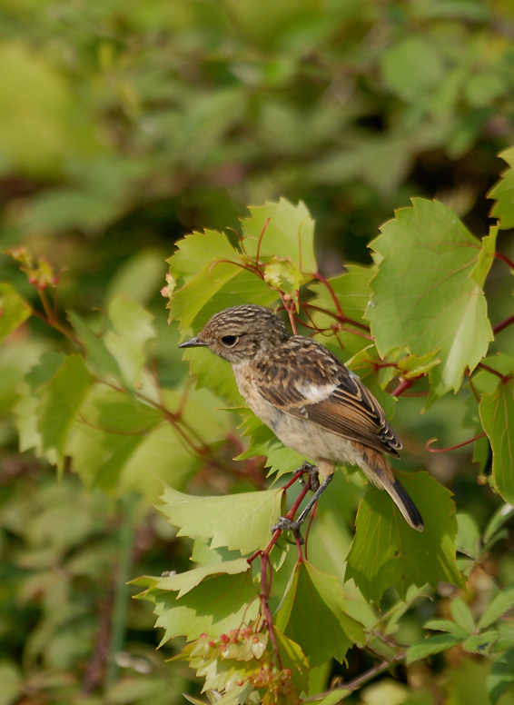Juvenile---10-07-21---Opoul-2.jpg