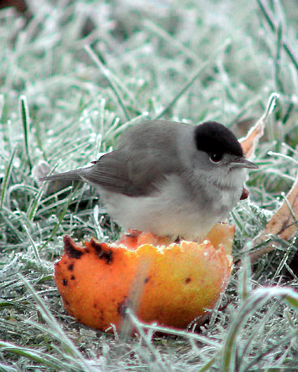 Male---03-10-25---Le-Malagnac.jpg