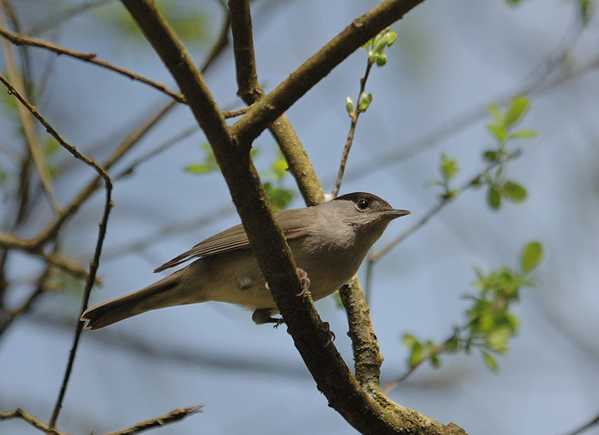Male---11-04-02---malagnac.jpg