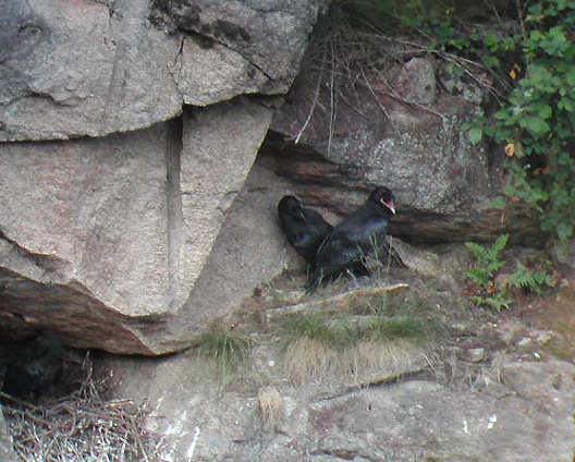 Nid-avec-poussins-sortis---03-05-28---peny-2.jpg