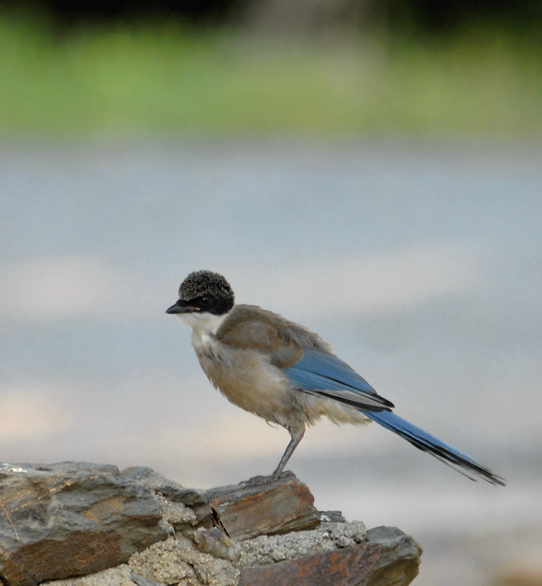 Pie-Bleue-matrice-1.jpg