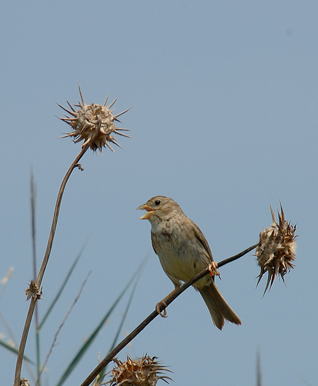 adulte---06-07-18---St-Nazaire.jpg