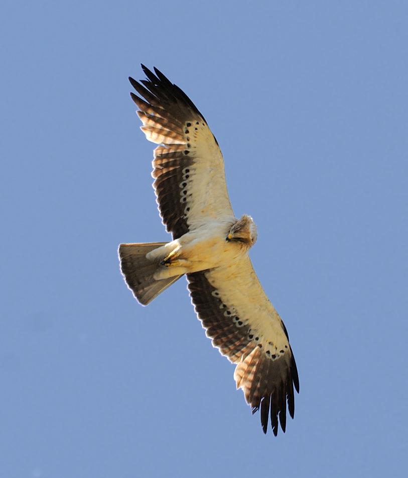 Aigle botte clair dessous gratte poitrine 12 05 24 villalpando 2