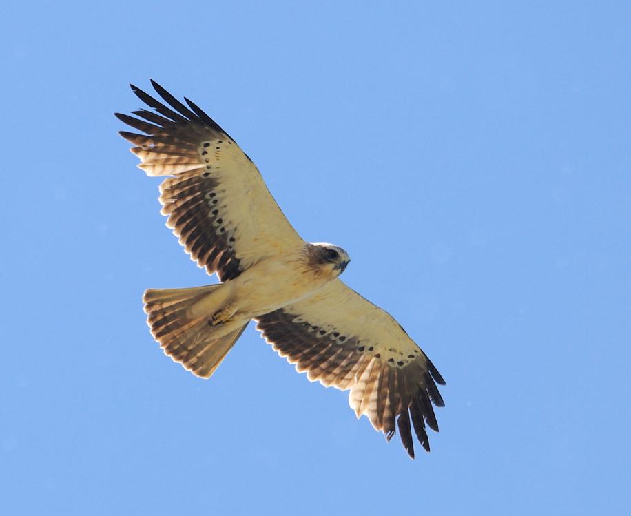 Aigle botte clair dessous gratte poitrine 12 05 24 villalpando 3