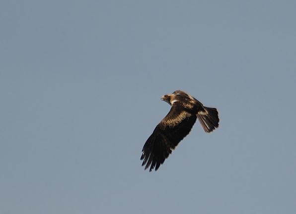 Aigle botte clair dessus 12 05 22 castronuevo castilla y leon 3