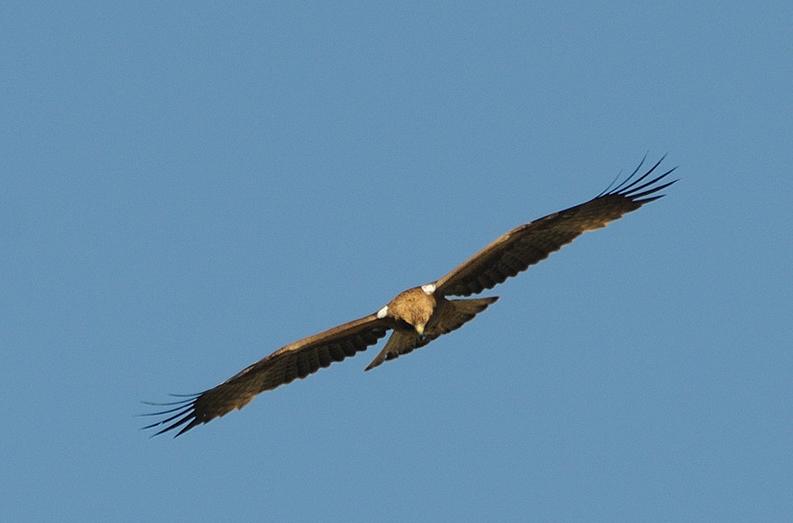 Aigle botte sombre face 12 05 24 villalpando 2