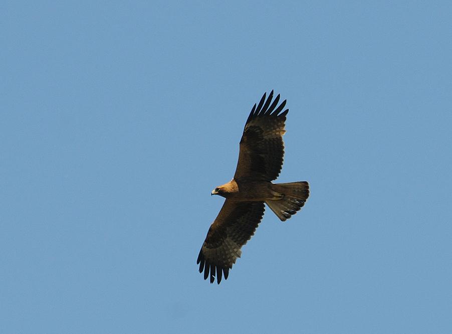 Aigle botte sombre face 12 05 24 villalpando 3