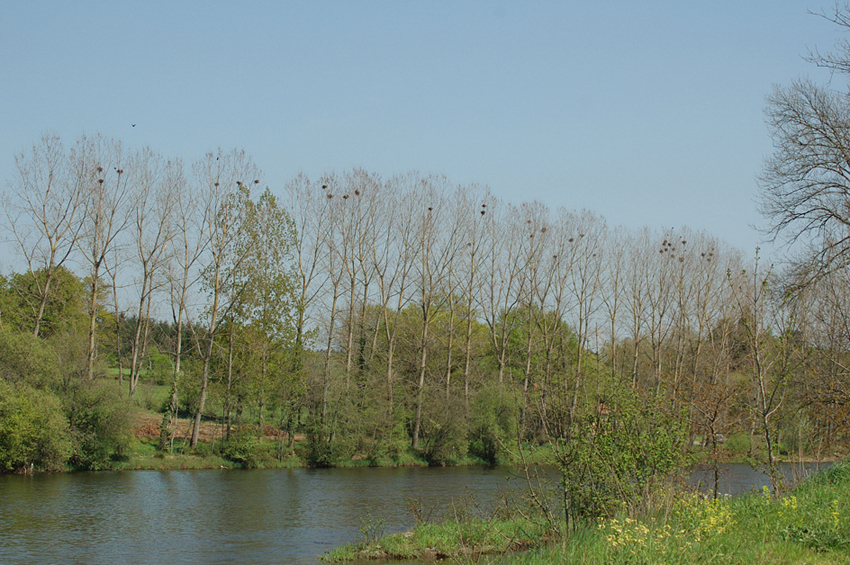 corbeautiere---07-04-21---exideuil.jpg
