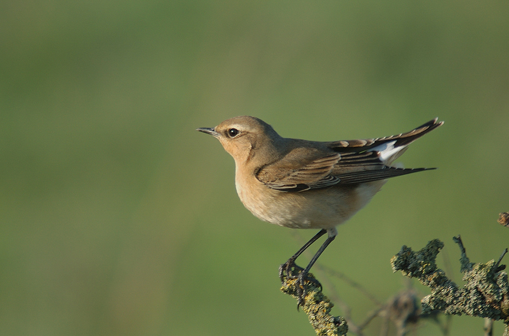 femelle-plumage-frais---06-09-20---Brouage-3.jpg