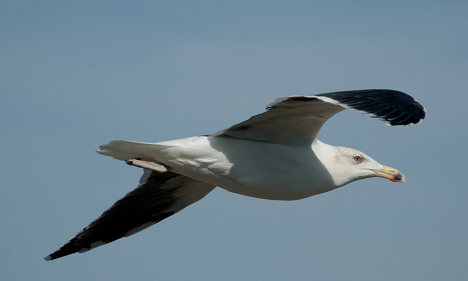 internuptial---07-10-14---Chassiron.jpg
