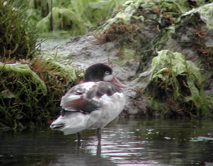 juvenile---04-07-07---baie-de-fresnay.jpg