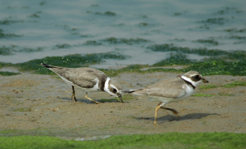 juvenile---05-09-03---lavaud-2.jpg