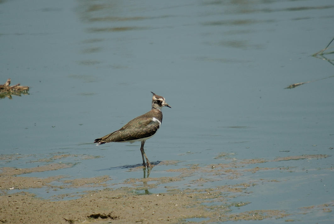 juvenile---06-07-13---St-Nazaire.jpg