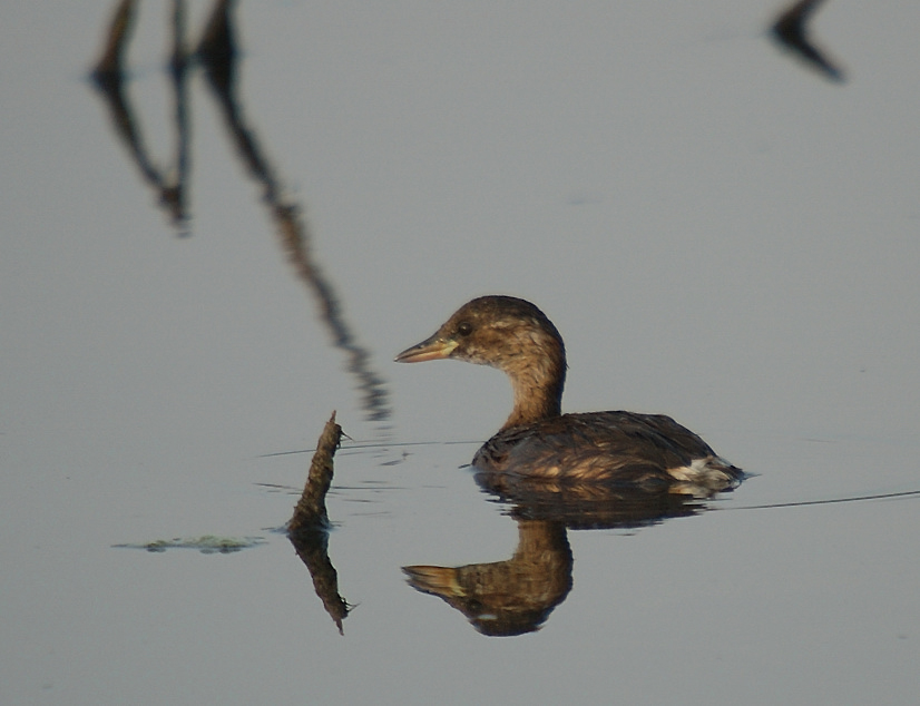 juvenile---06-07-15---st-Cyprien-1.jpg