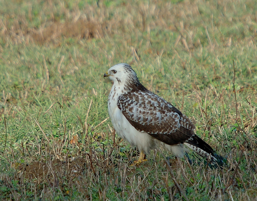 juvenile---08-01-01---folles-1.jpg